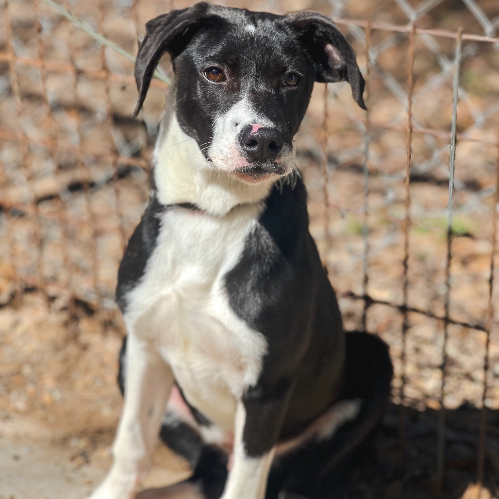 Jack II, an adoptable Border Collie, Labrador Retriever in Wadena, MN, 56482 | Photo Image 3
