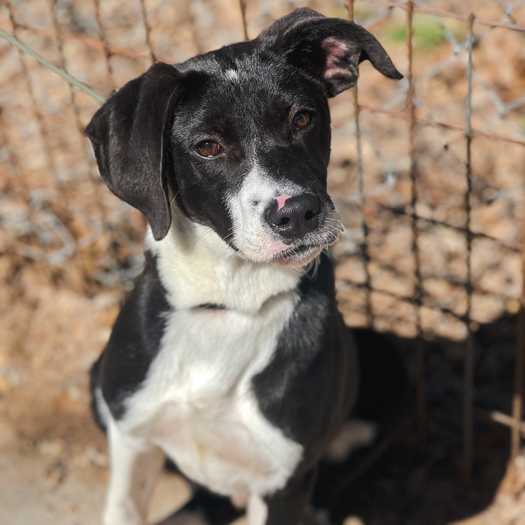 Jack II, an adoptable Border Collie, Labrador Retriever in Wadena, MN, 56482 | Photo Image 4