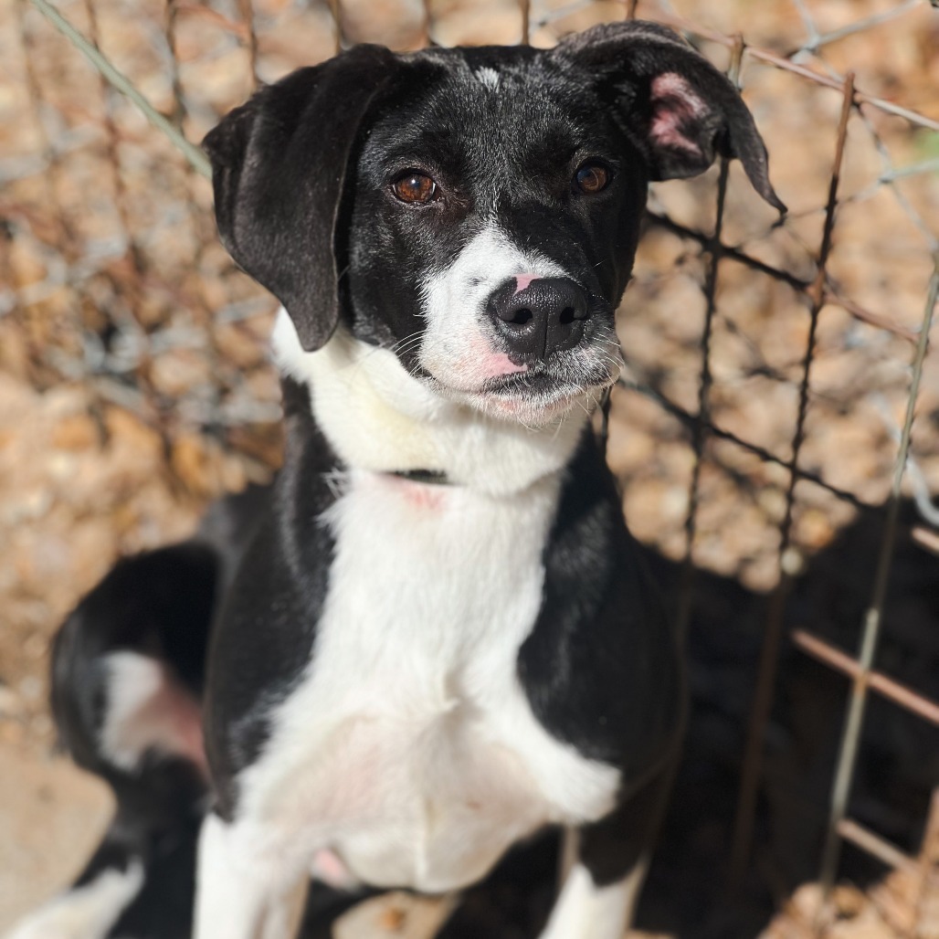 Jack II, an adoptable Border Collie, Labrador Retriever in Wadena, MN, 56482 | Photo Image 6