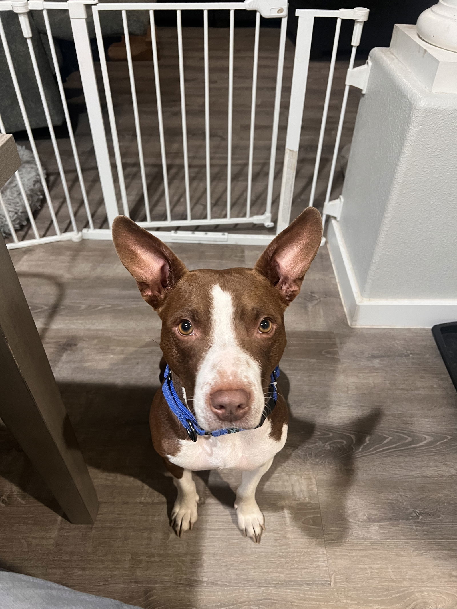 Birdie, an adoptable Cattle Dog, Pit Bull Terrier in Polson, MT, 59860 | Photo Image 1