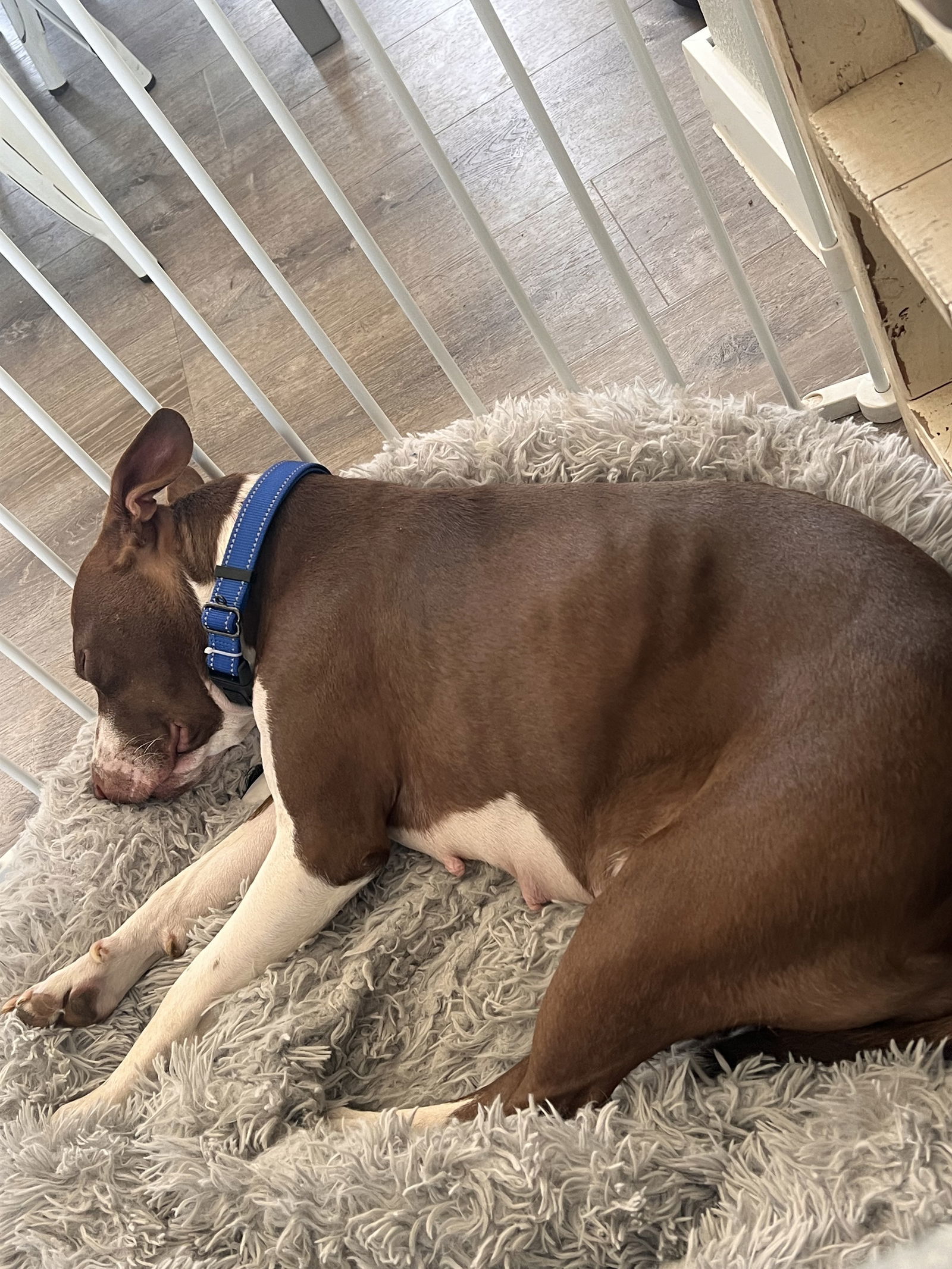 Birdie, an adoptable Cattle Dog, Pit Bull Terrier in Polson, MT, 59860 | Photo Image 2