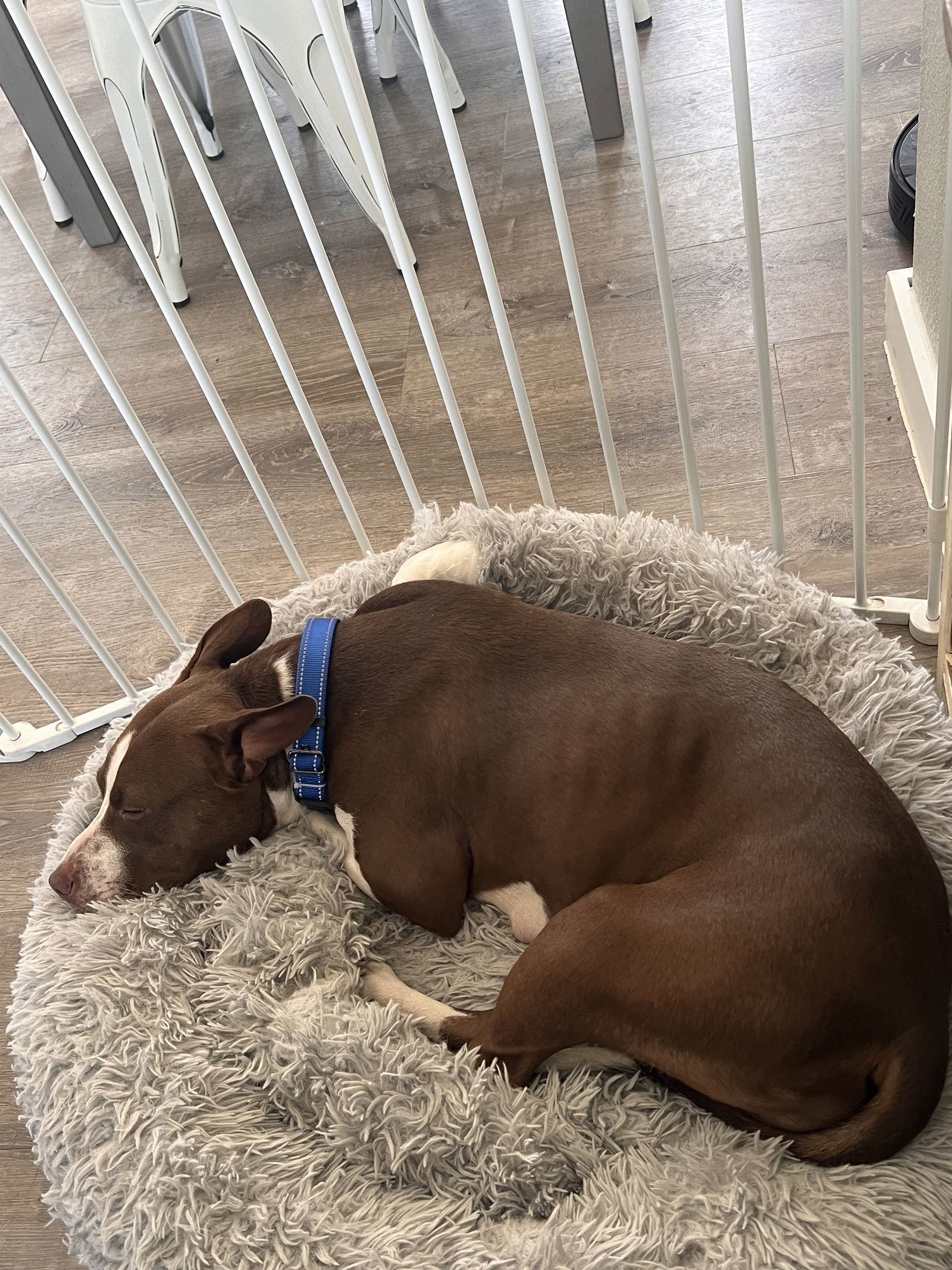 Birdie, an adoptable Cattle Dog, Pit Bull Terrier in Polson, MT, 59860 | Photo Image 3