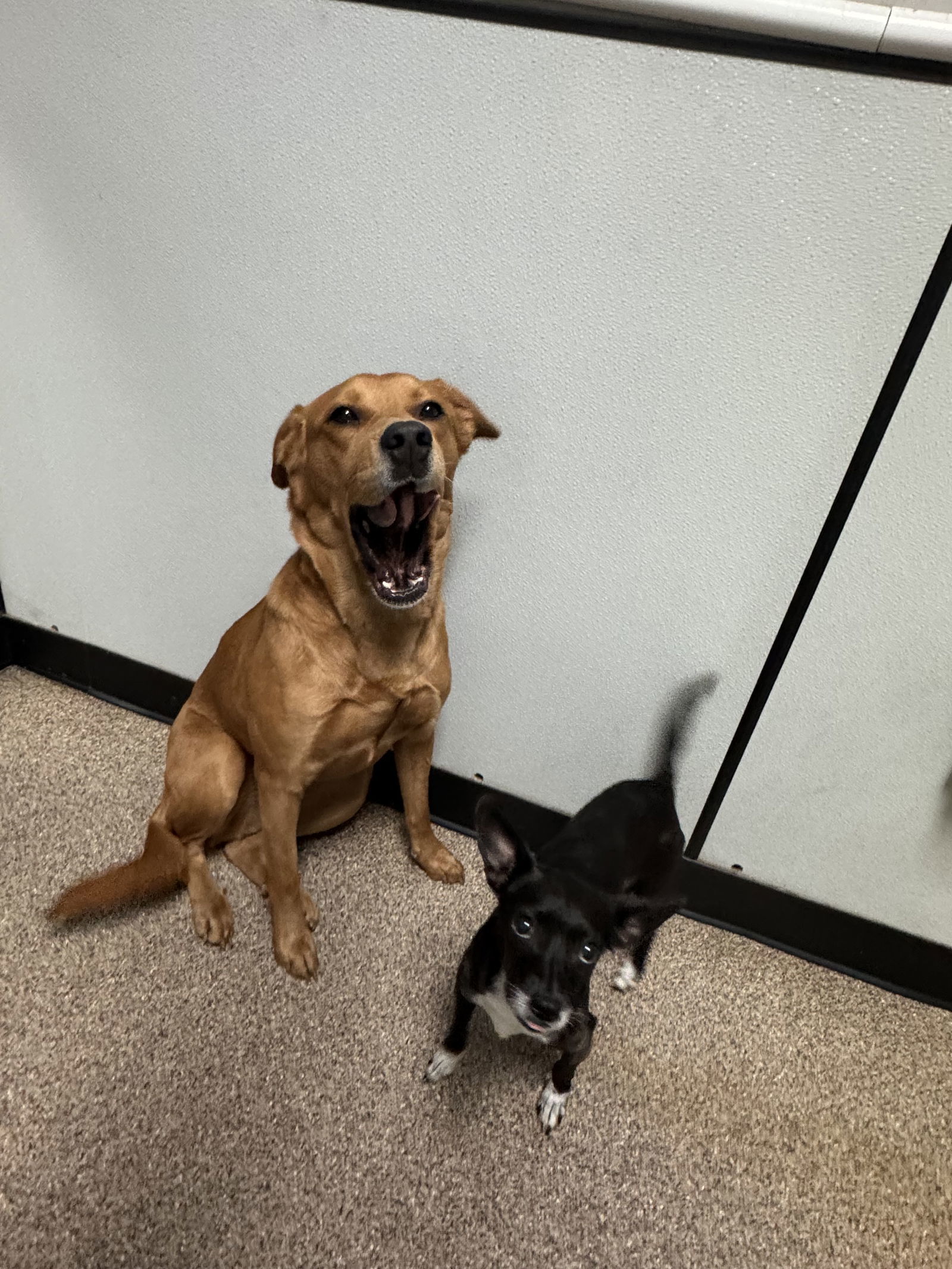 *Lydie *BONDED* with Holly