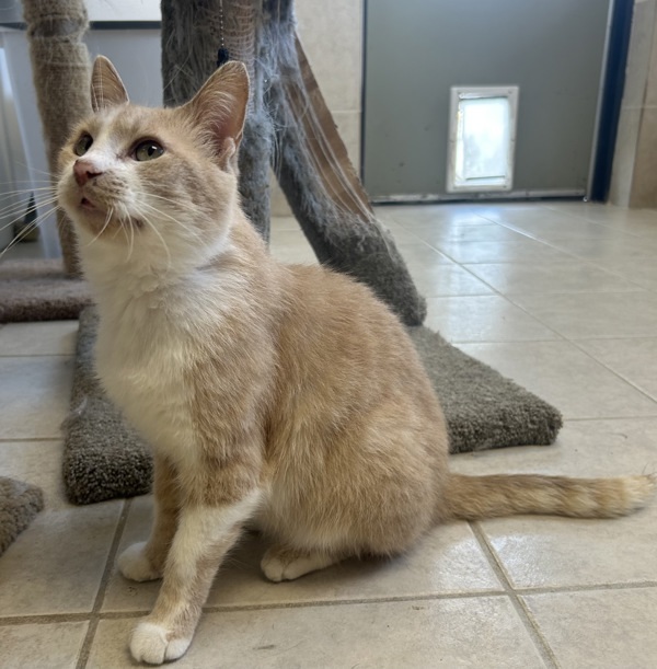 Merlin
