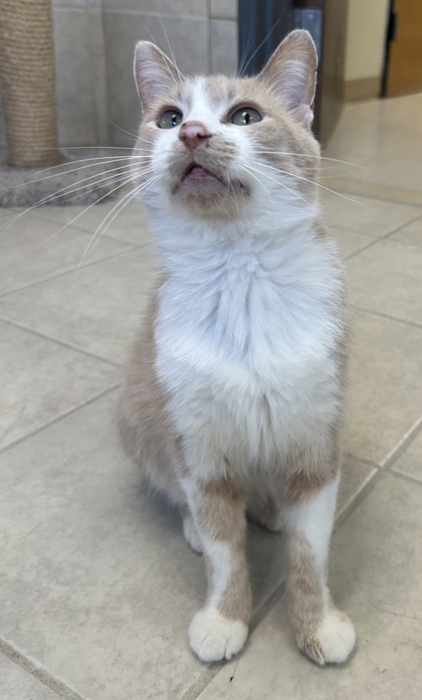 Merlin