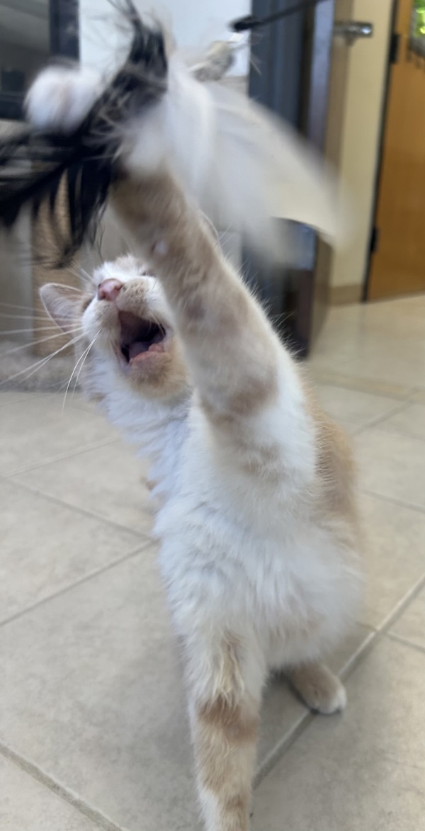 Merlin