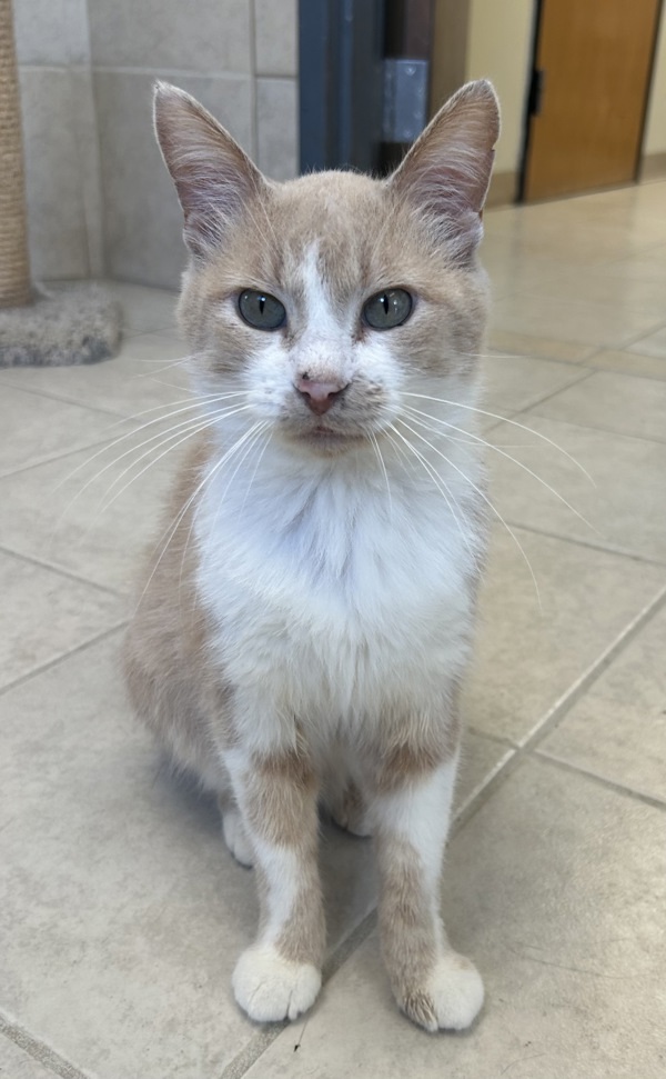 Merlin