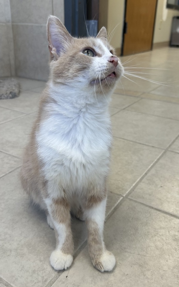 Merlin