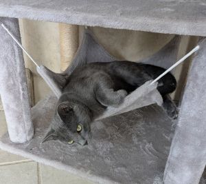 Ozzie, Young Male Domestic Short Hair