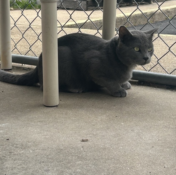 Ozzie
