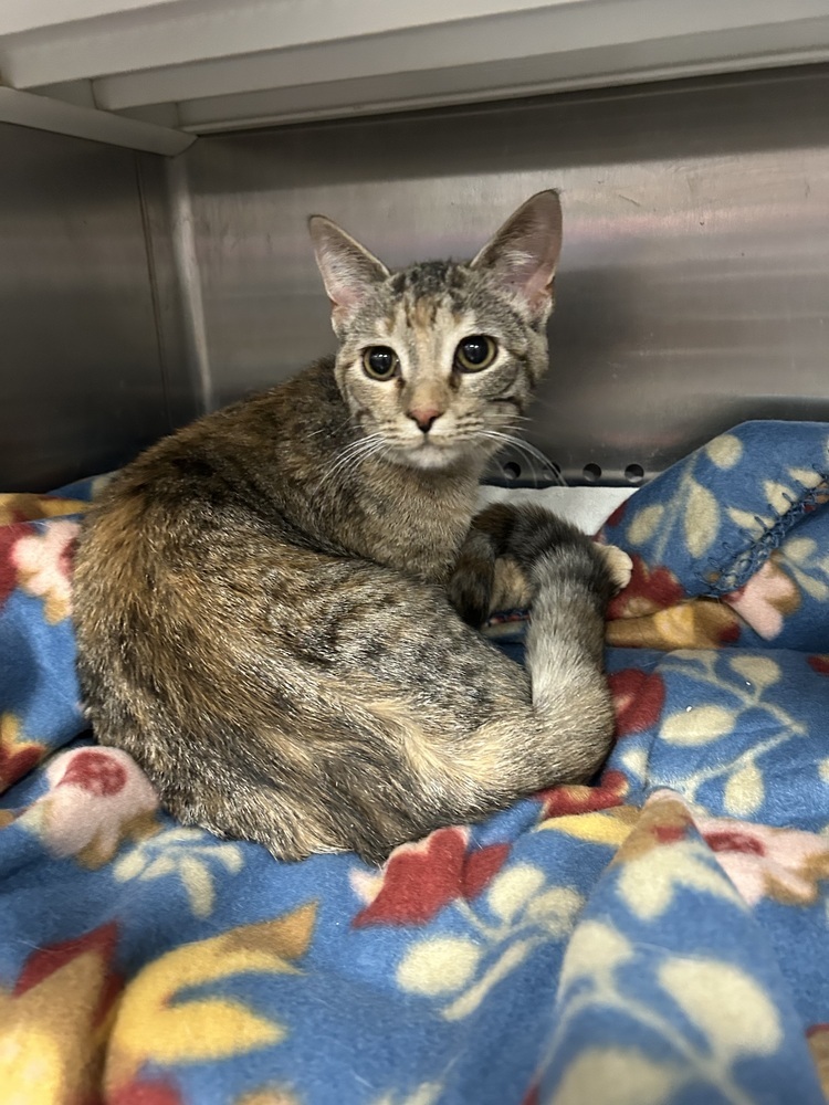 Stacy, an adoptable Domestic Short Hair in Emporia, KS, 66801 | Photo Image 1
