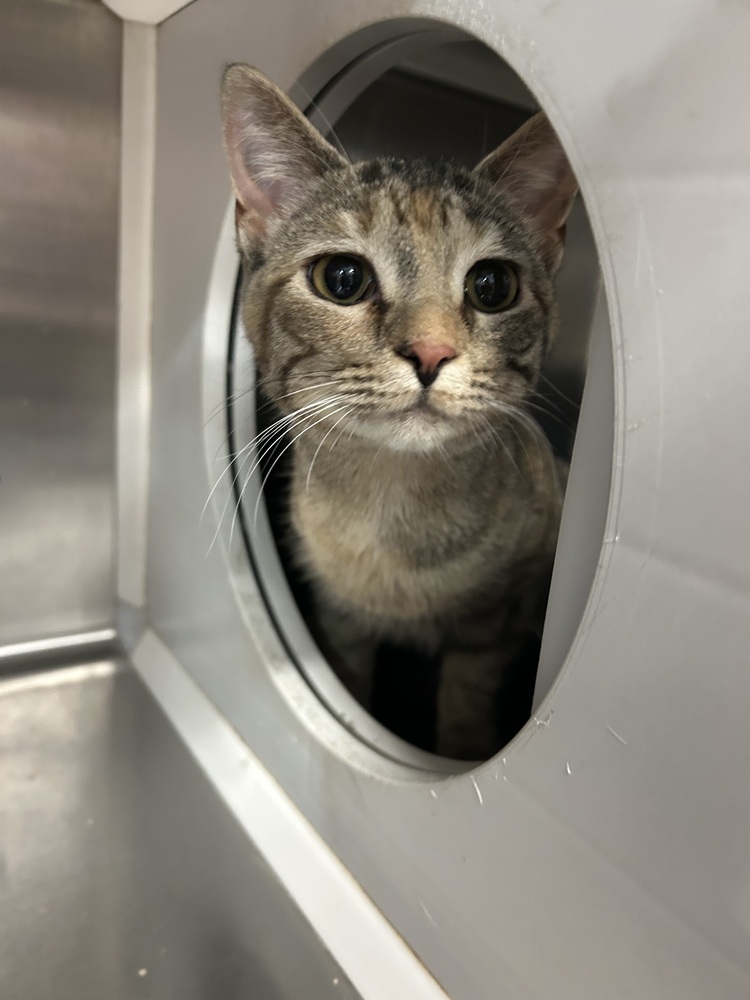Stacy, an adoptable Domestic Short Hair in Emporia, KS, 66801 | Photo Image 2