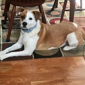 Molly Moose