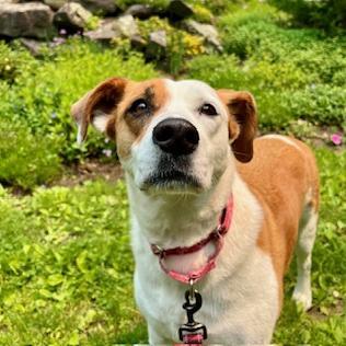 Molly Moose