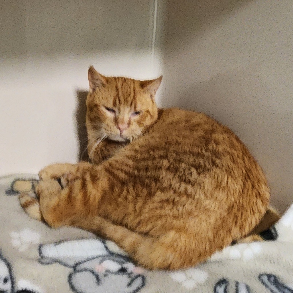 Fuzzy, an adoptable Domestic Short Hair in Watertown, NY, 13601 | Photo Image 2