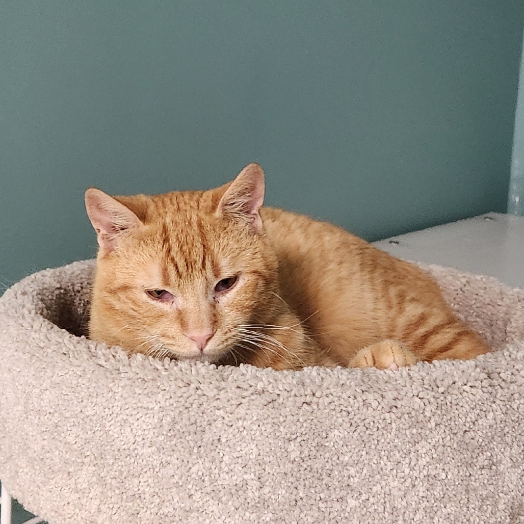 Fuzzy, an adoptable Domestic Short Hair in Watertown, NY, 13601 | Photo Image 3