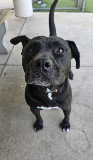 Kane, Adult Male unknown