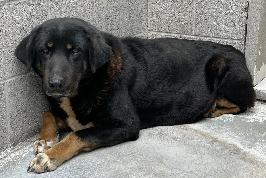Georgia, an adoptable Shepherd, Mixed Breed in Holbrook, AZ, 86025 | Photo Image 2