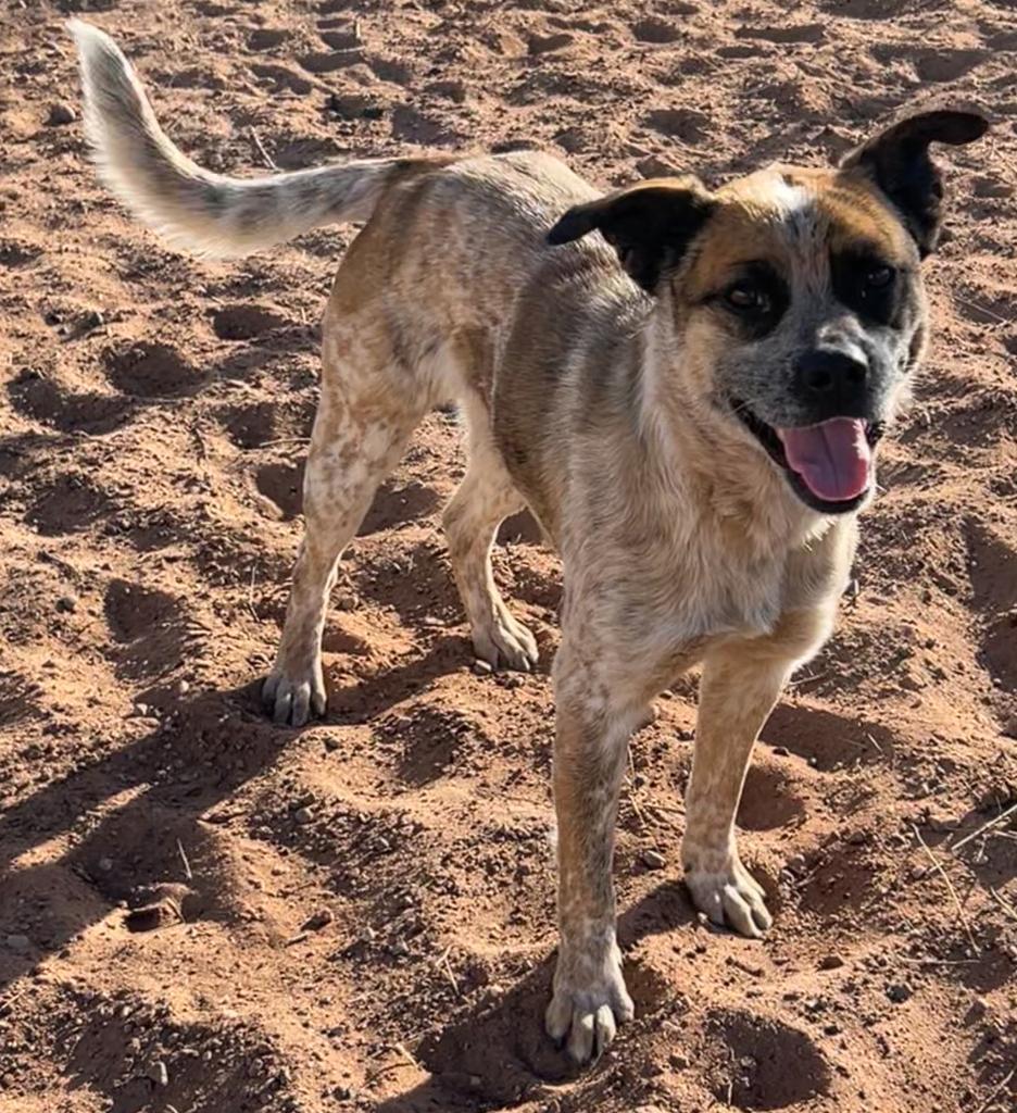 Bingo, an adoptable Hound, Cattle Dog in Holbrook, AZ, 86025 | Photo Image 1