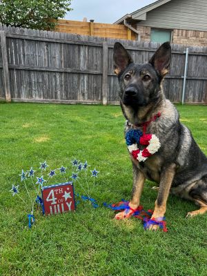 Betty, Young Female German Shepherd Dog