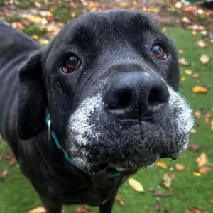 Velvet, Senior Female unknown
