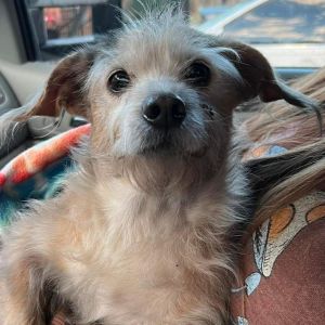 Vanilla Bean "Nugget" Wirehaired Terrier Dog