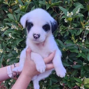 Vidi "Kira" Mixed Breed Dog