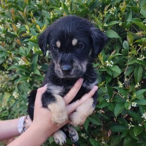 Veni Mixed Breed Dog