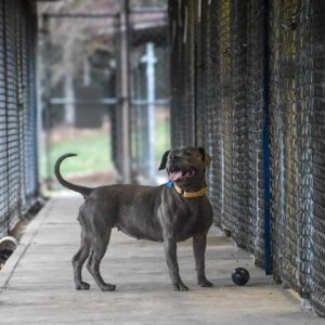 Frankie, Young Female Pit Bull Terrier