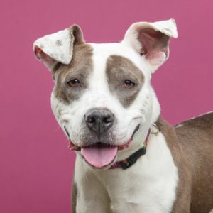 Addie, Young Female Pit Bull Terrier