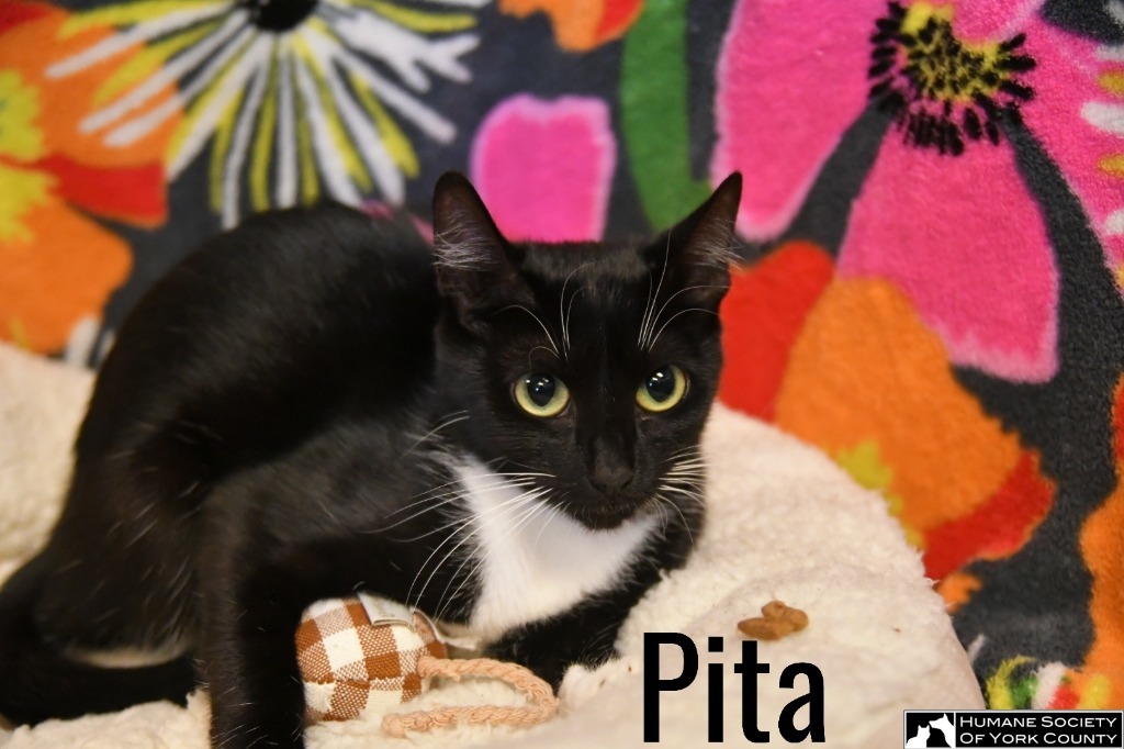 Pita