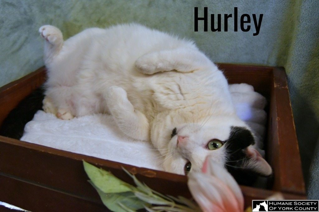 Hurley