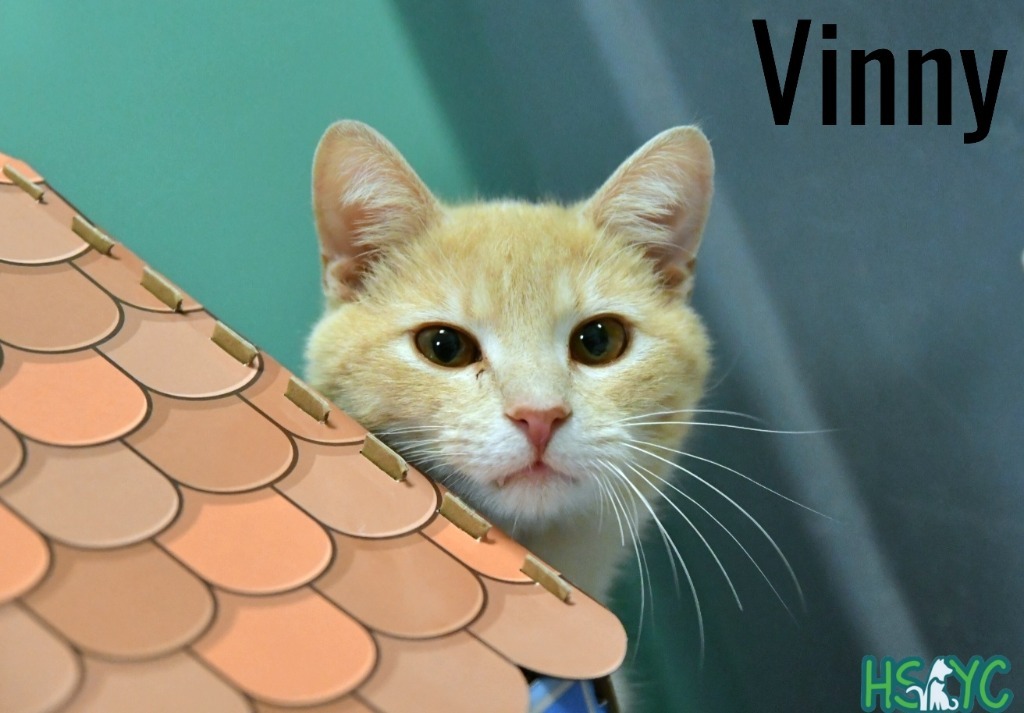 Vinny