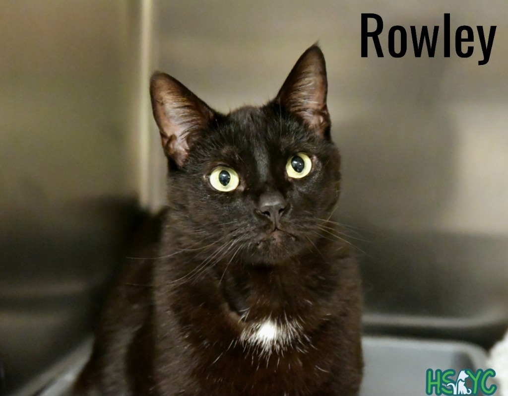 Rowley