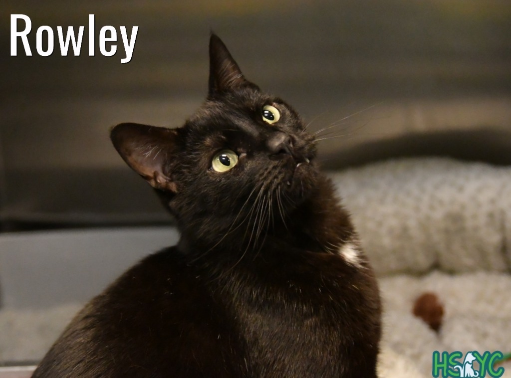 Rowley