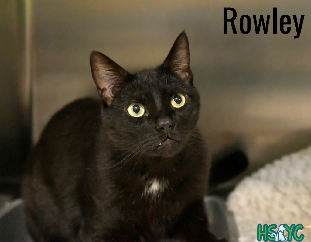 Rowley