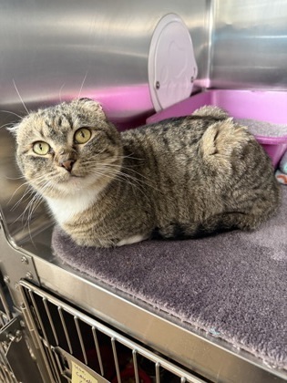 Bianca, an adoptable Domestic Short Hair in Fergus Falls, MN, 56537 | Photo Image 1