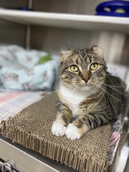 Bianca, an adoptable Domestic Short Hair in Fergus Falls, MN, 56537 | Photo Image 1