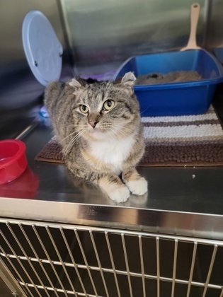 Bianca, an adoptable Domestic Short Hair in Fergus Falls, MN, 56537 | Photo Image 2