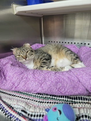 Bianca, an adoptable Domestic Short Hair in Fergus Falls, MN, 56537 | Photo Image 2