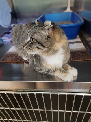 Bianca, an adoptable Domestic Short Hair in Fergus Falls, MN, 56537 | Photo Image 3