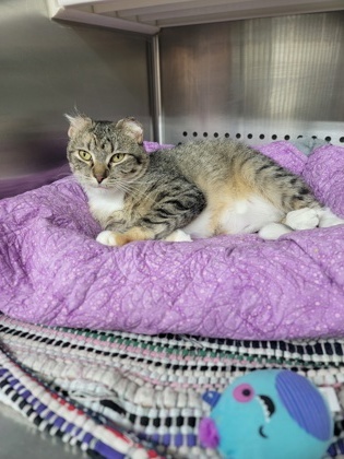 Bianca, an adoptable Domestic Short Hair in Fergus Falls, MN, 56537 | Photo Image 3