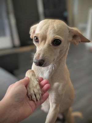 Meet Mary Stuart Queen of Cuddles and Squeaky Toys Dont let her 12-pound frame fool youMary Stuart