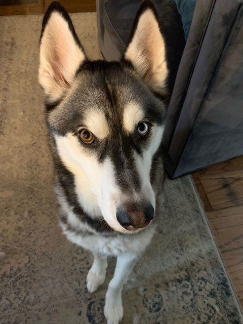 Apollo