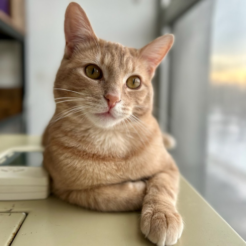 Simba