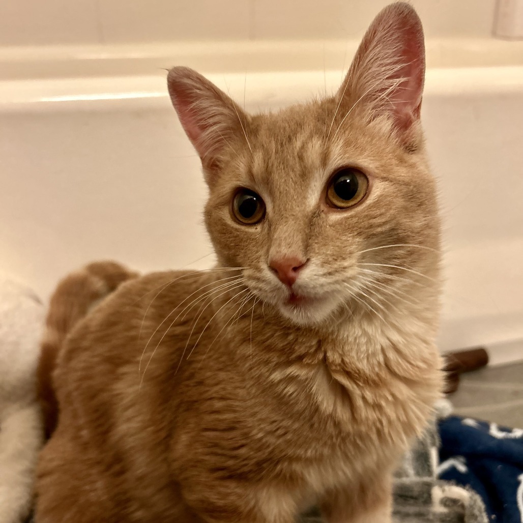 Simba