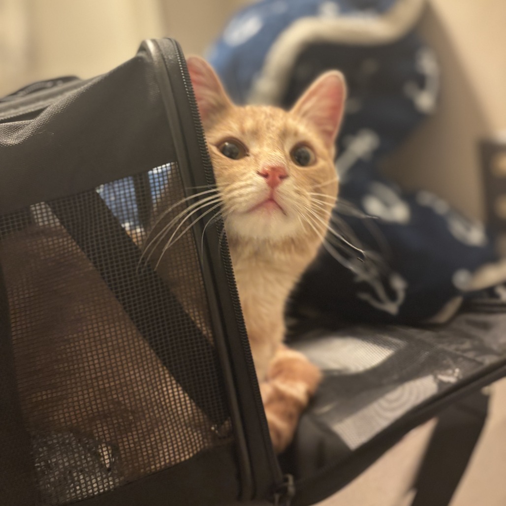 Simba