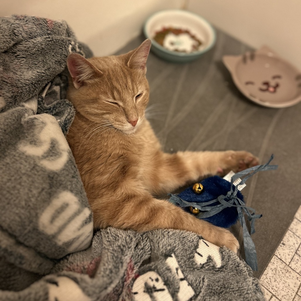 Simba