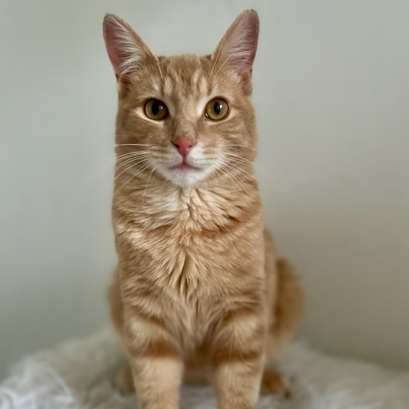 Simba