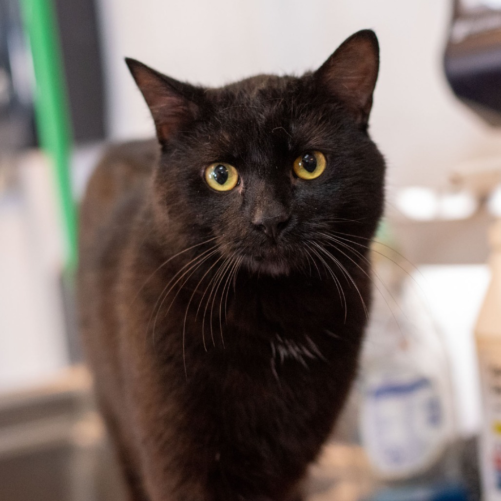 Gelato, an adoptable American Shorthair in Idaho Falls, ID, 83402 | Photo Image 1